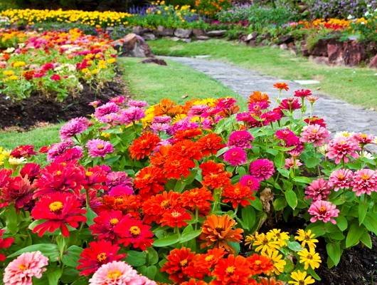 Zinnia16