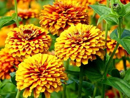 Zinnia2