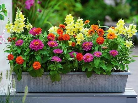 Zinnia3