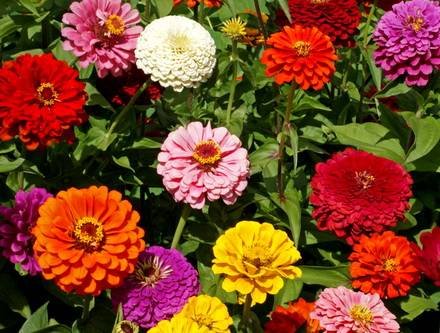 Zinnia33