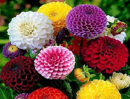Zinnia4
