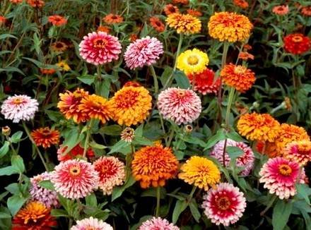 Zinnia5