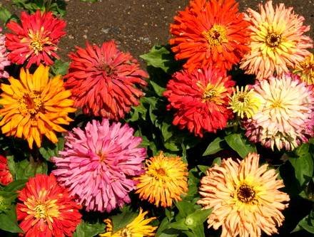 Zinnia6
