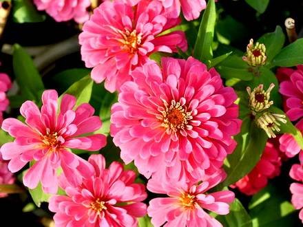 Zinnia7