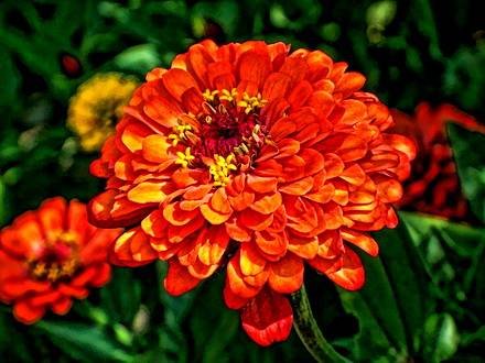 Zinnia8
