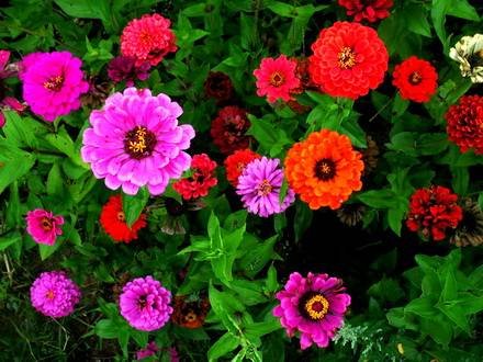 Zinnia9