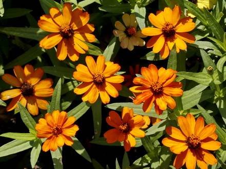 ZinniaAngustifola