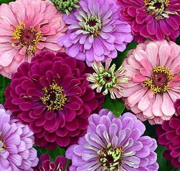 ZinniaArtDeco