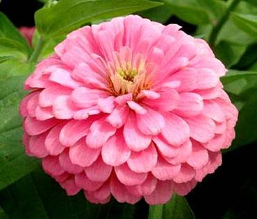 ZinniaBenary'sGiantBrightPink