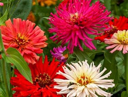 ZinniaCactus