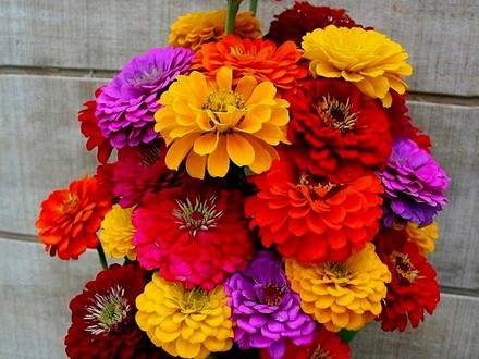 ZinniaCaliforn
