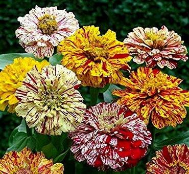 ZinniaCandyCane