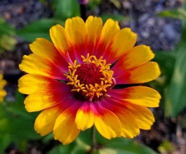 ZinniaCarousel