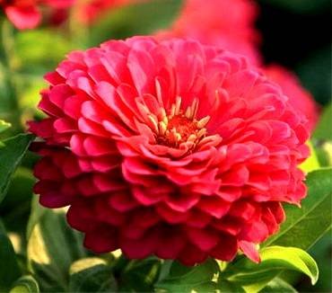 ZinniaCoralPink