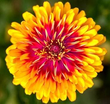 ZinniaDreamin