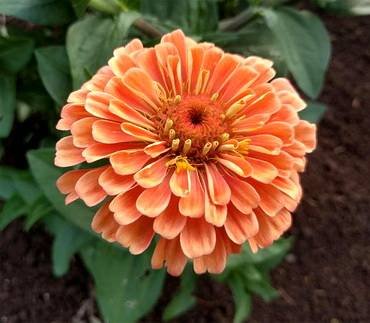 ZinniaEldorado