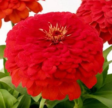 ZinniaEldoradoScarlet