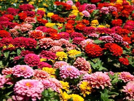 ZinniaElegans