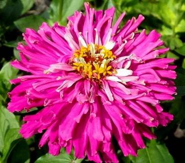 ZinniaEmpress