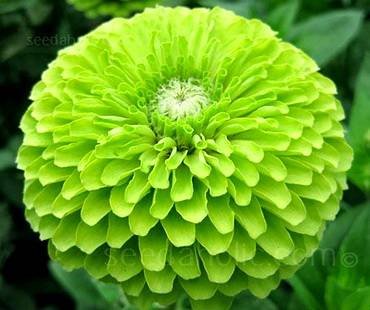 ZinniaEnvy