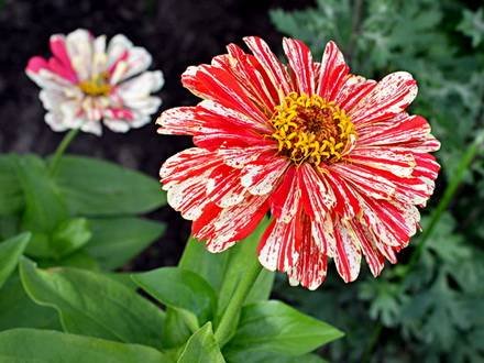 ZinniaFantaziya