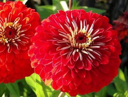 ZinniaGeorg