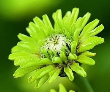 ZinniaGreenEnvy