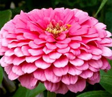 ZinniaIllumination