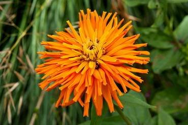 ZinniaInca