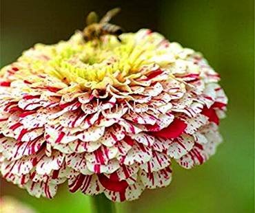 ZinniaKasuki