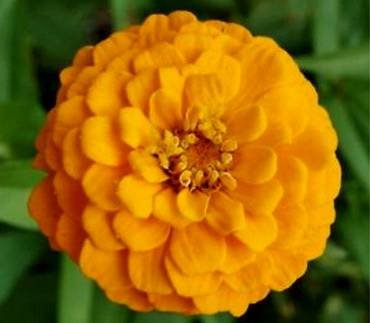 ZinniaKirke