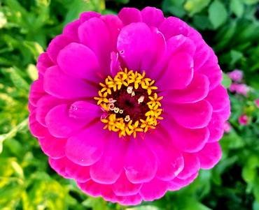 ZinniaLavenderQueen