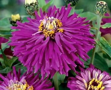 ZinniaLilacEmperor