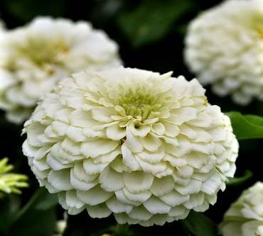 ZinniaLilliputWhite