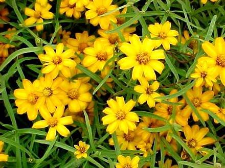 ZinniaLinearis