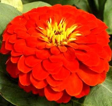 ZinniaMagellanScarlet