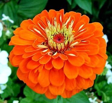 ZinniaOrangeKing