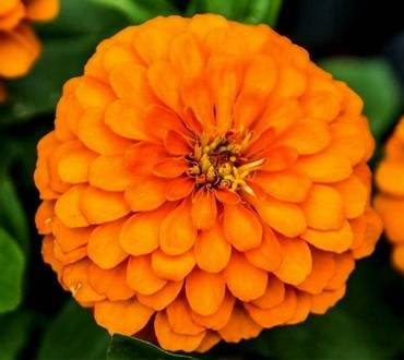 ZinniaOrys