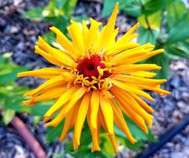 ZinniaPeggy'sDelight