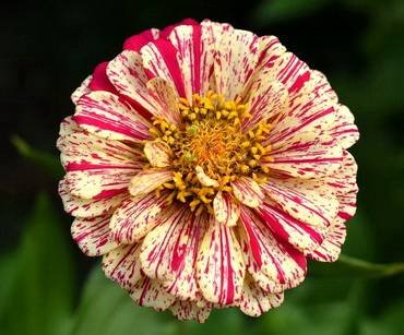 ZinniaPeppermintStick