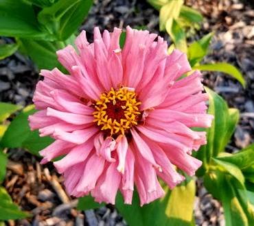 ZinniaPinkSeniorita
