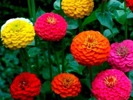 ZinniaPompon