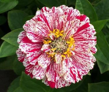 ZinniaPopArtWhiteRed