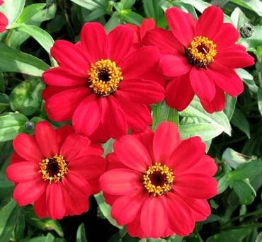 ZinniaProfusionRed