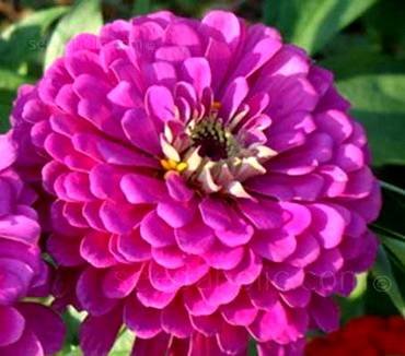 ZinniaPurplePrince