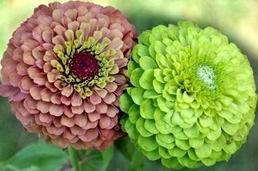 ZinniaQueenLime