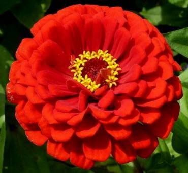 ZinniaRedTall