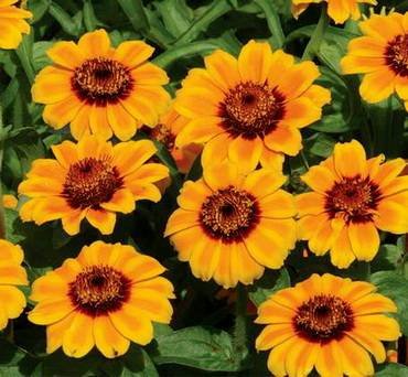 ZinniaSoleado