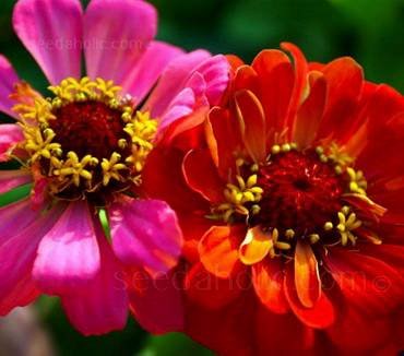 ZinniaStateFair