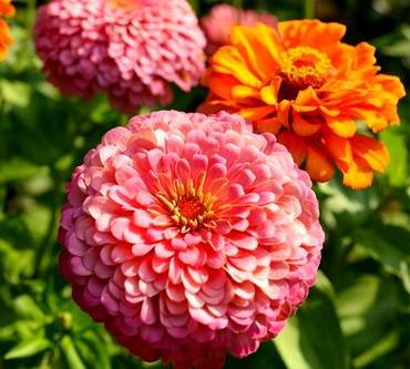 ZinniaSuperYoga